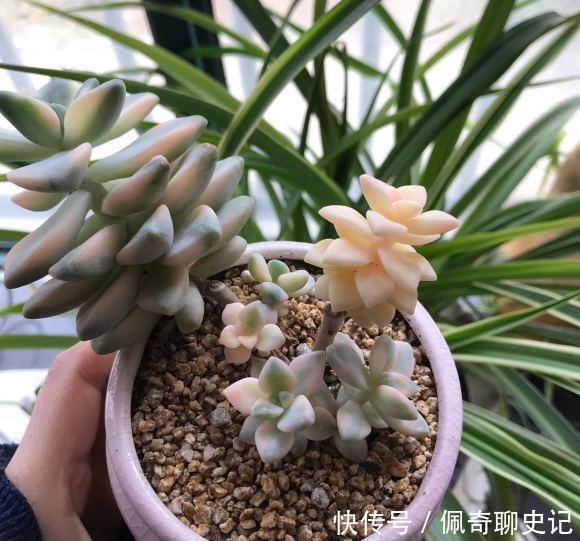 配土|多肉喜“酸”还是喜“碱”?一个配土“小原则”,多肉个个养的棒