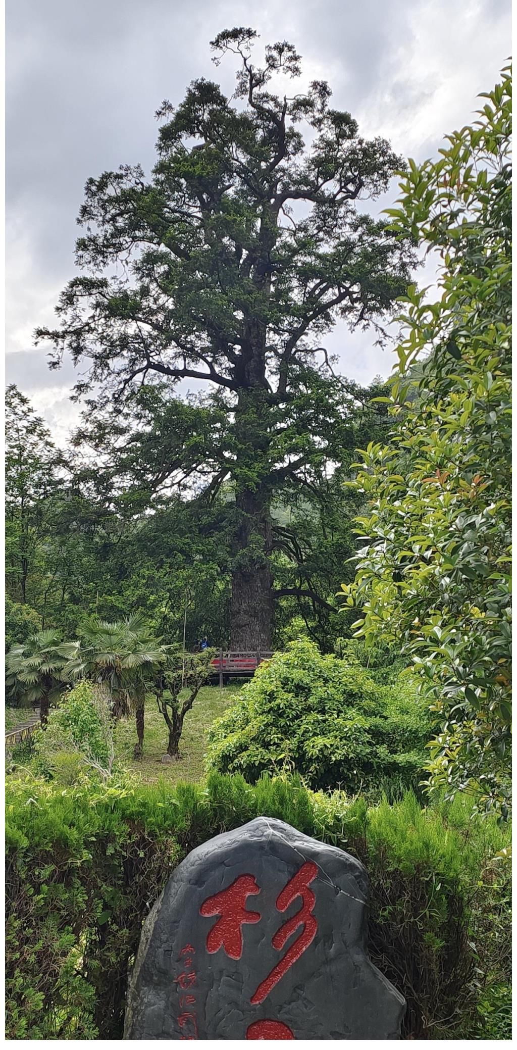 神农|我国中医药诞生地，山峦高峻，崖壁陡峭，还有一棵千年古杉王