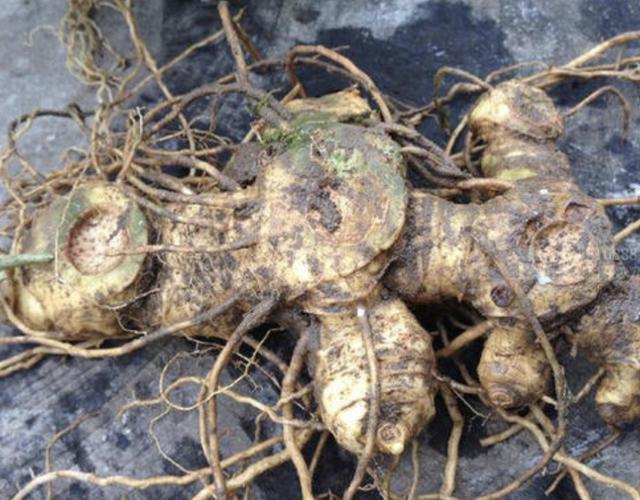 山上的1种“老虎姜”,下次看到别乱挖,如今珍贵,比生姜还值钱