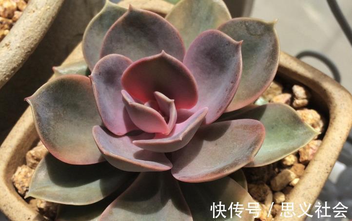 花土|多注意这3点,盆栽多肉紫珍珠,夏季茎叶根不化水腐烂