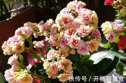 长寿花开花越来越少?2个方法催催它,蹭蹭冒出满枝花!