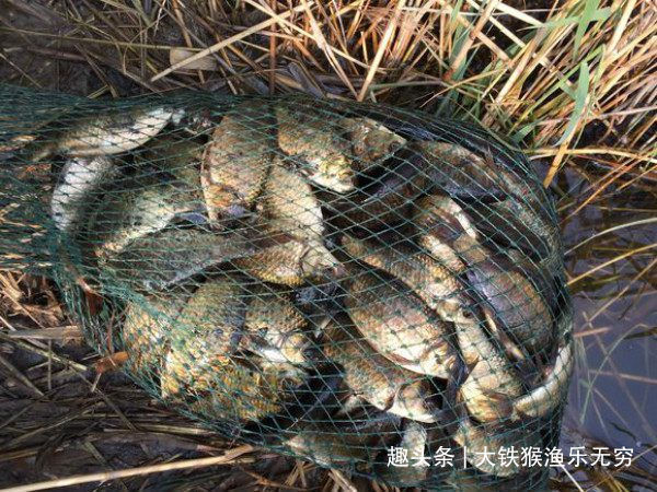 饵料|五种野钓大鱼的神饵，都藏在你家的厨房，老钓鱼人都在偷偷用