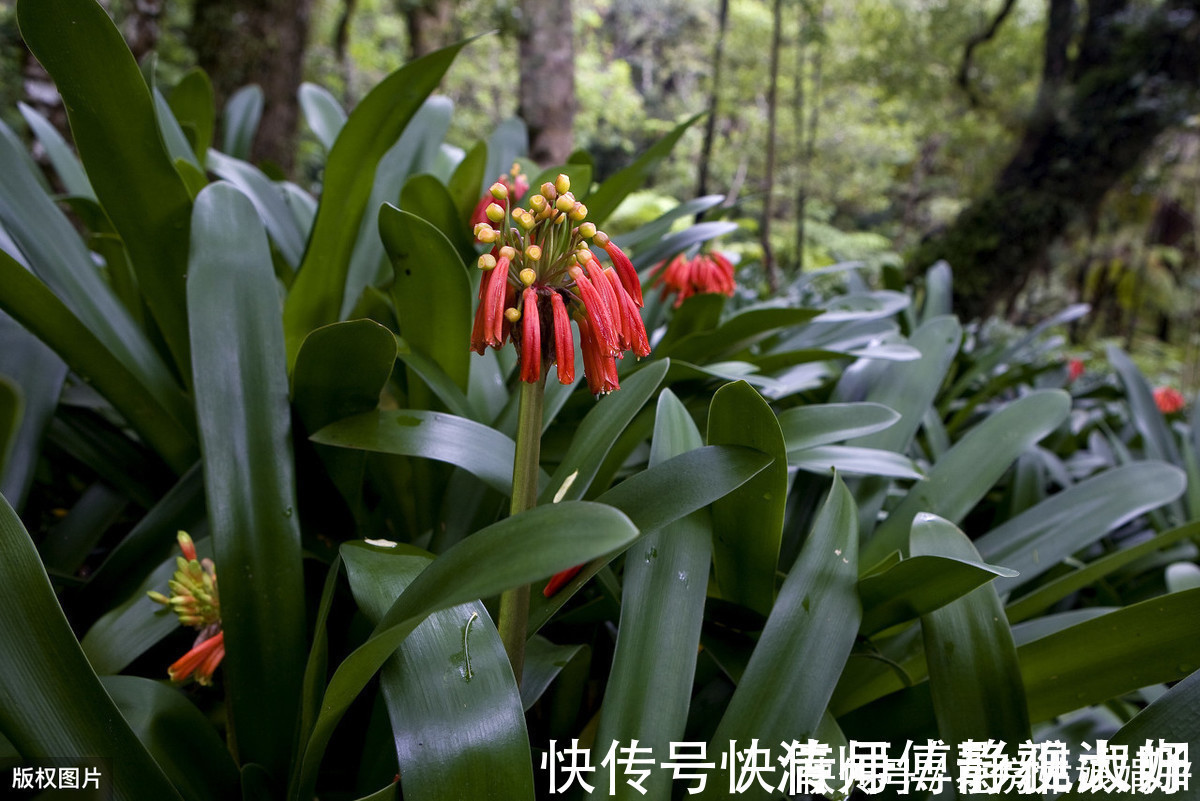 喷洒|爱吃醋的5种花，兑水喷一喷，叶子变得绿油亮，开花大又多