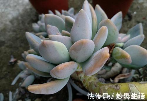 多肉|多肉植物出现3个症状,赶快换盆换土,催一圈侧芽,养成小老桩!