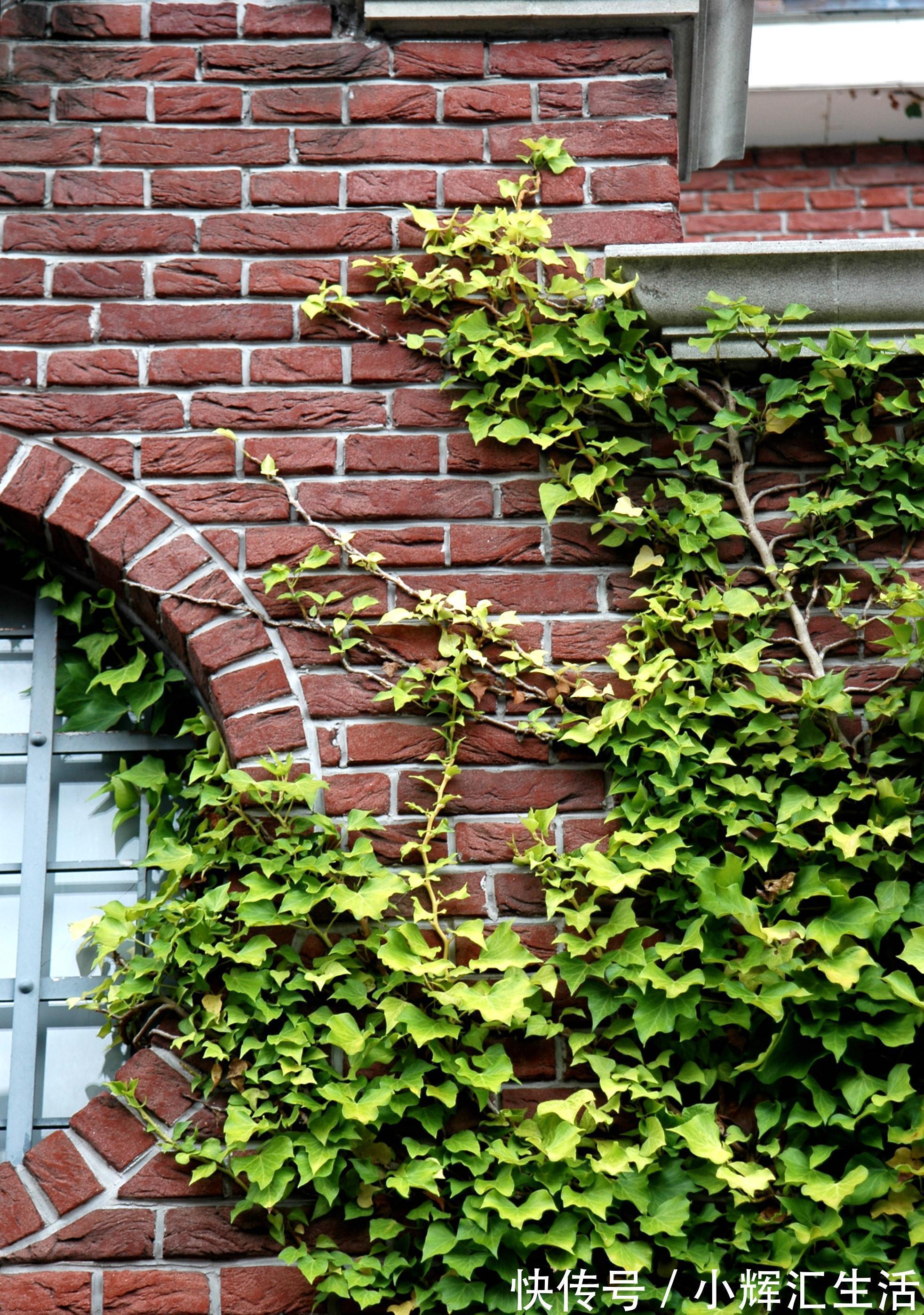 养花试试这几款,叶子非常厚,吸附能力超强