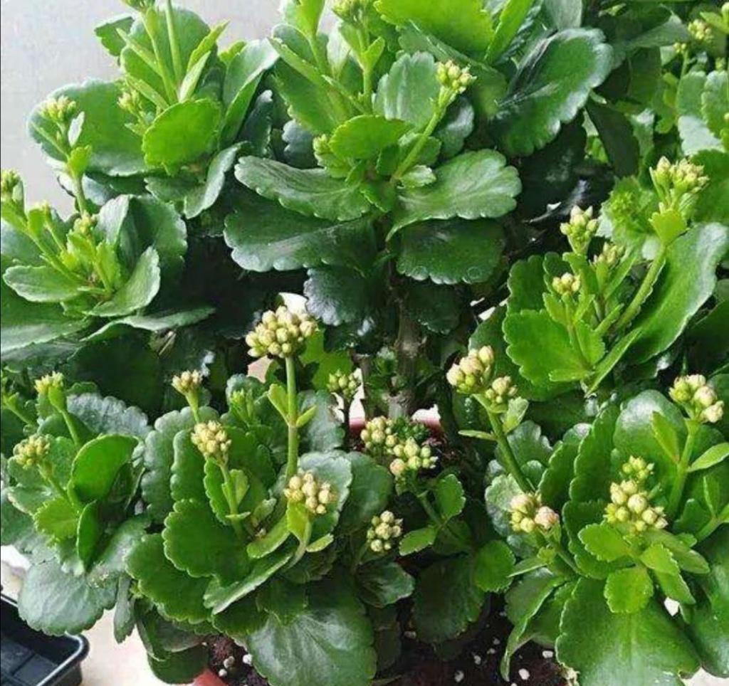 七种漂亮花，天生“不怕冷”，好养寓意好，喜欢别错过