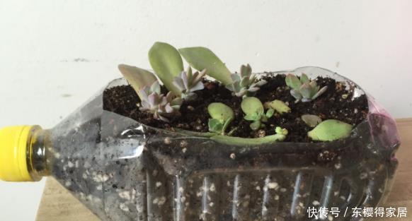 没有养花的容器、肥料?将它们“废物利用”省钱,植物长势更好