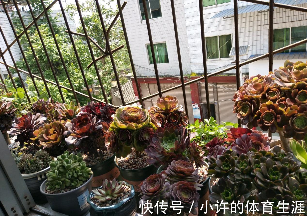 叶片|不受冬季低温干扰的多肉法师,盆栽该怎么打理?