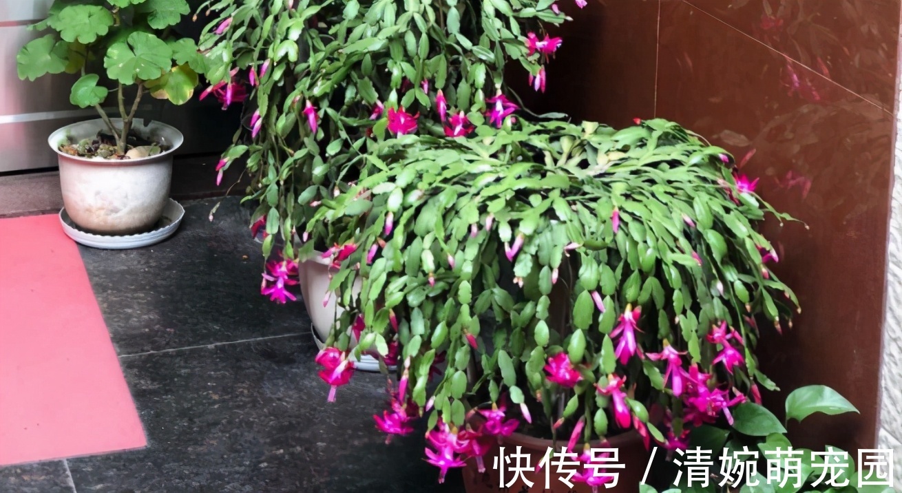 催花|掌握住这个“催花技巧”，养蟹爪兰或其他花卉全不用愁了