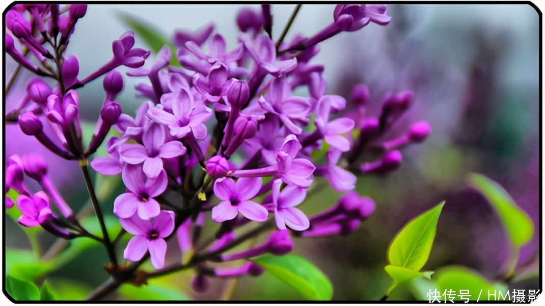 树状|苏州发现一户人家庭院,那叫一漂亮!庭院里香飘四溢!真心羡慕