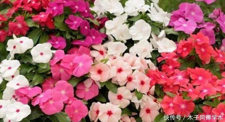 家里几款花卉，便宜又好养，花开香飘溢满屋