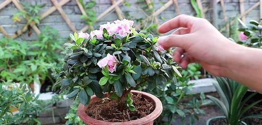 家庭养花,长了花苞不开花?教你2招,养15天花团锦簇!