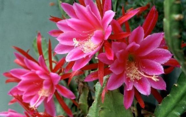 适合家里养的4种花,全年开花不长虫