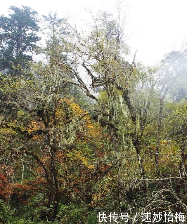 又美又神奇，然而却头号坑爹的景点，海螺沟必须榜上有名