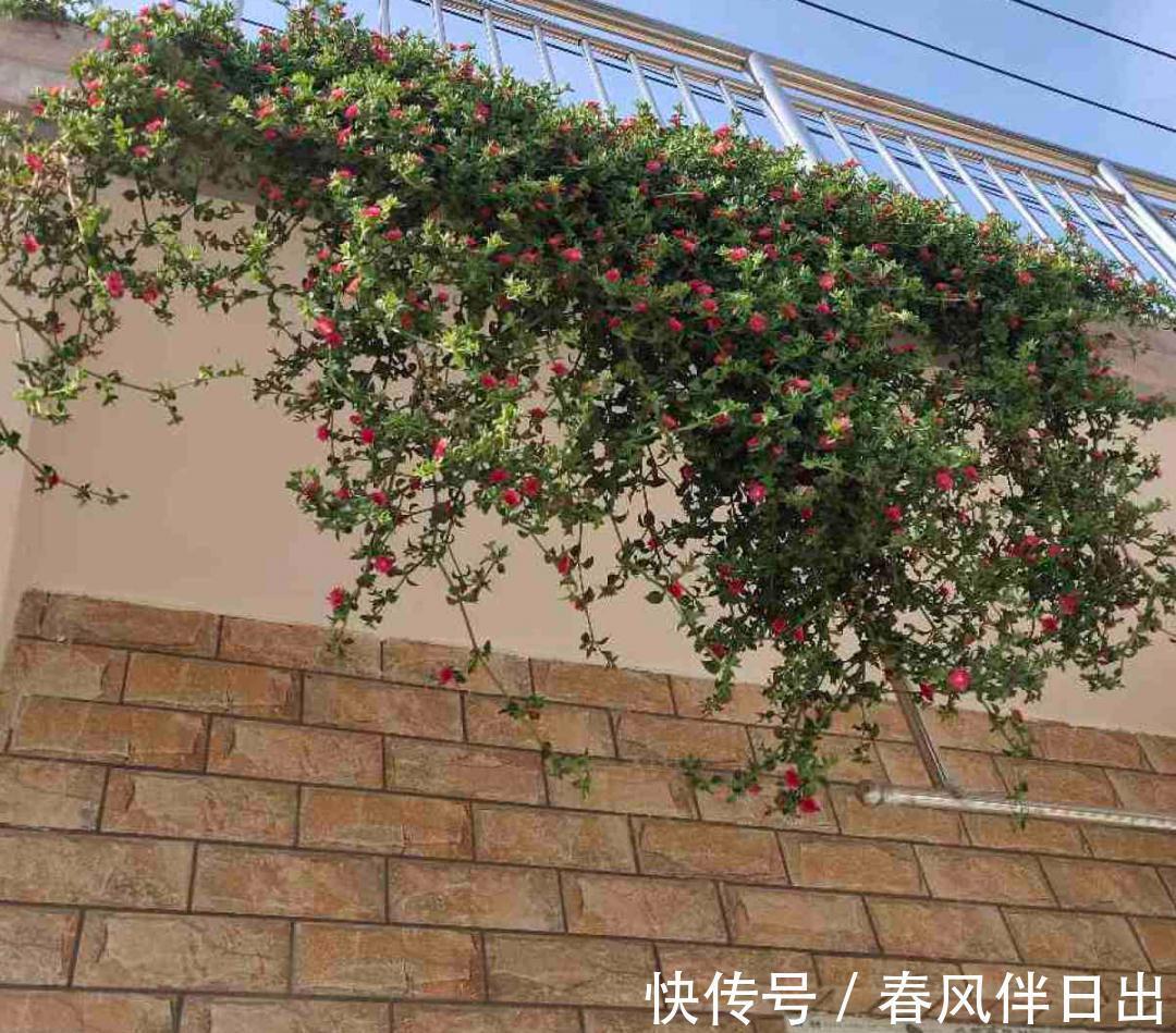 白檀|养到烦人的花,盆都不够用,扔掉还很心疼