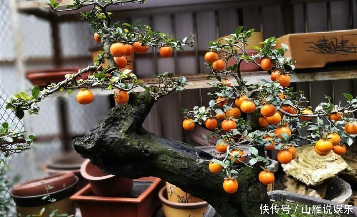 这种植物的果子挂枝头很像灯笼，是观果盆景的上好品种，你喜欢吗