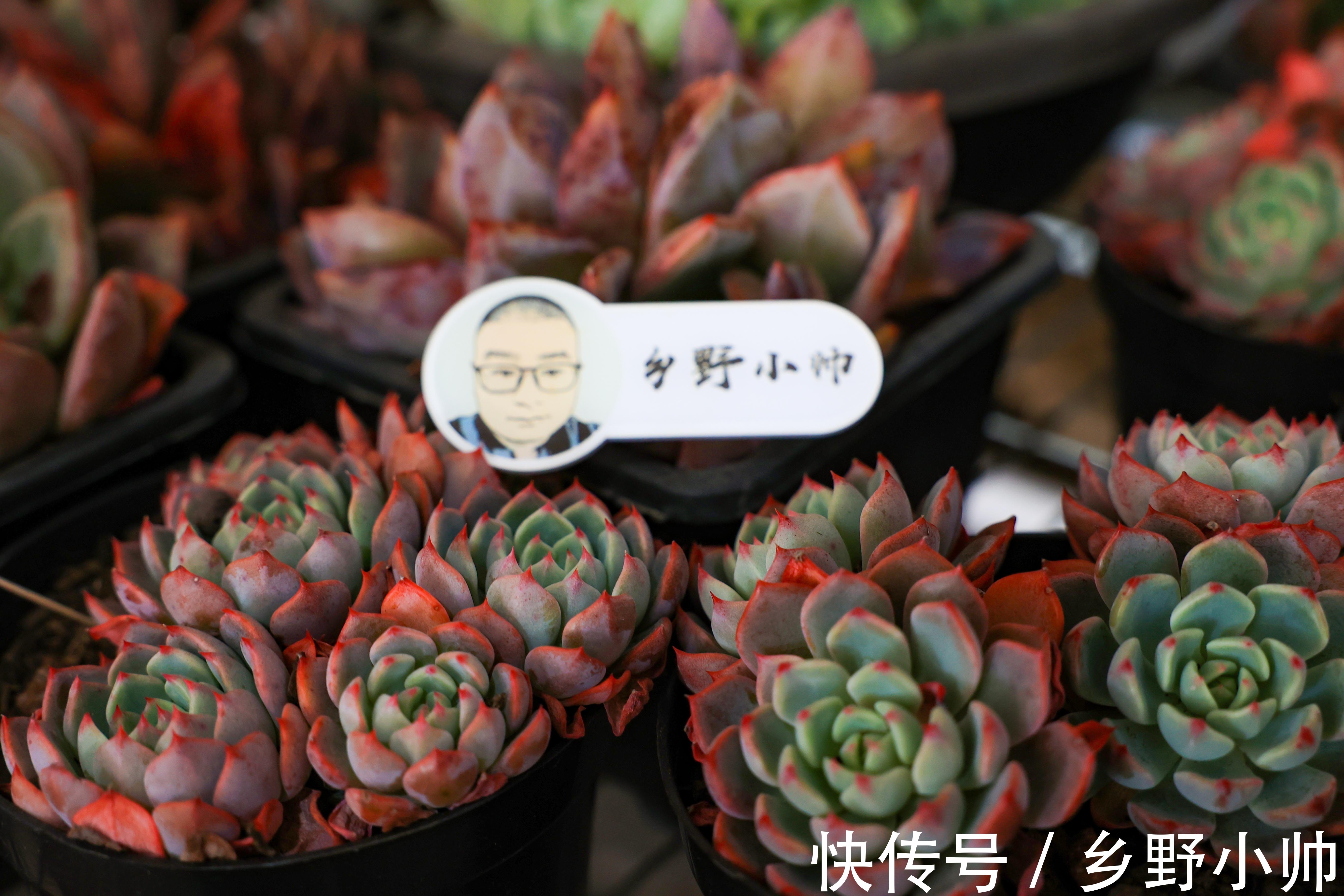 新手养多肉的几个误区，看看你犯了几个错。爱多肉的你别再错下去