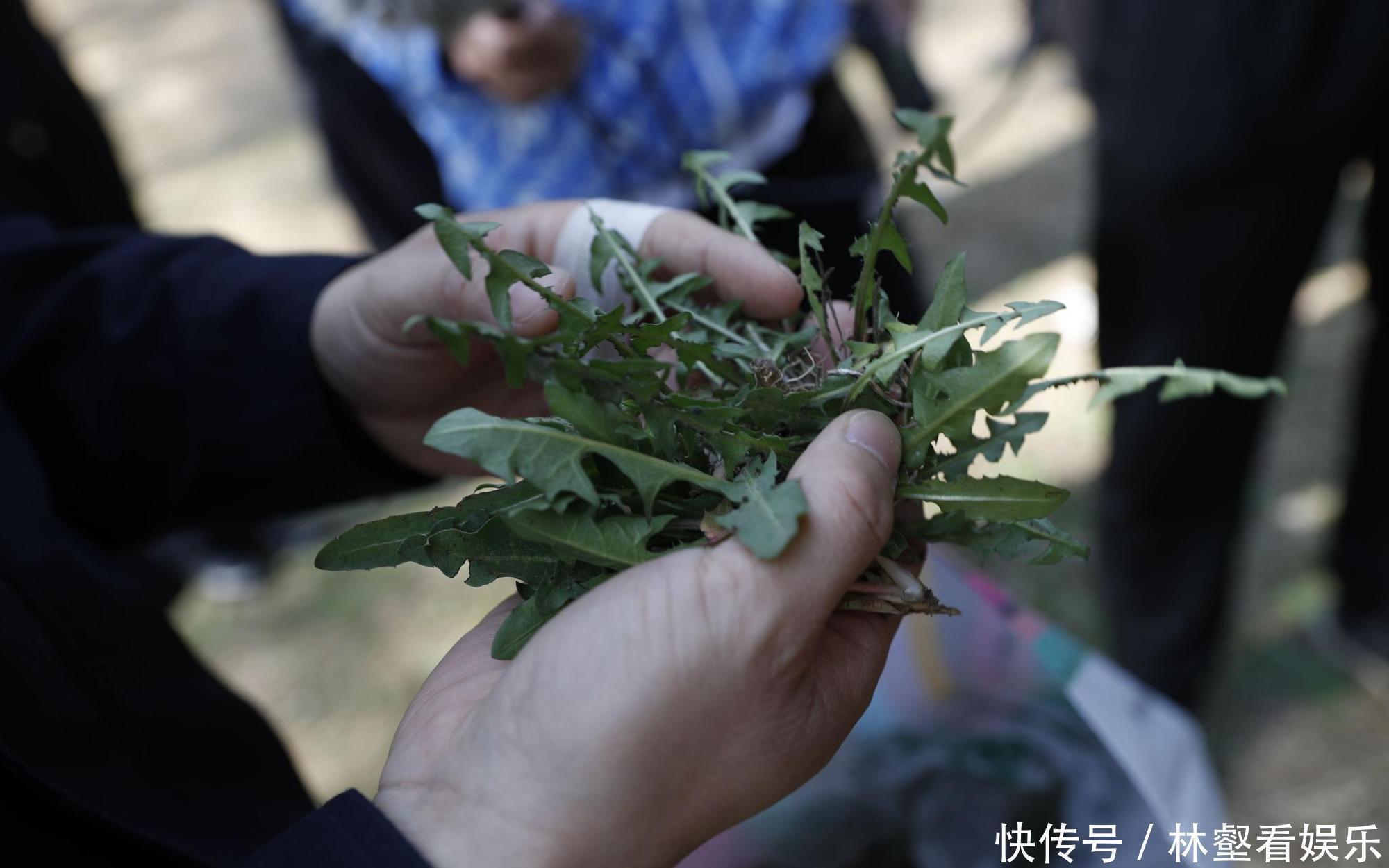 毛妮菜|春天4对“双胞胎”野菜,很多人傻傻的分不清楚,你认识几种