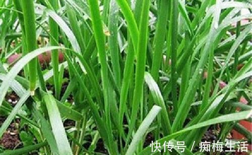 路子野|它和韭菜是“双胞胎”，却被烂在地里，不仅能吃，还能治病！