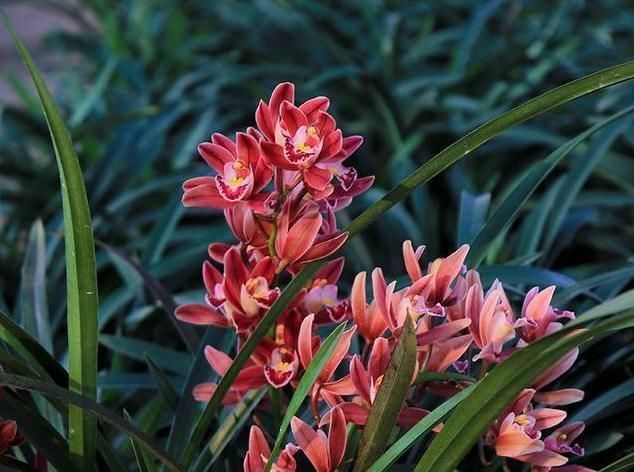 健壮|它是兰花极品,比玫瑰好看,比茉莉还香,家里放一盆,满屋花飘香