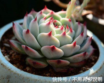 多肉就养这7种，散养不用管也能呼呼长，想养死都难！