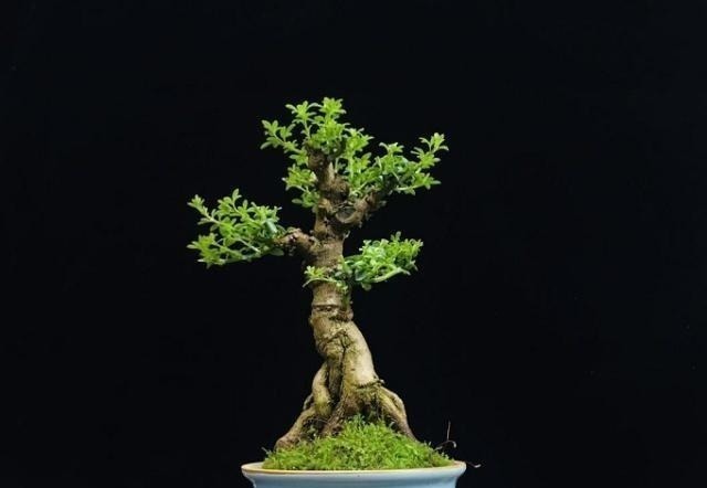 令人惊艳的国内花艺师盆景作品，平时很难见到，值得收藏与分享！