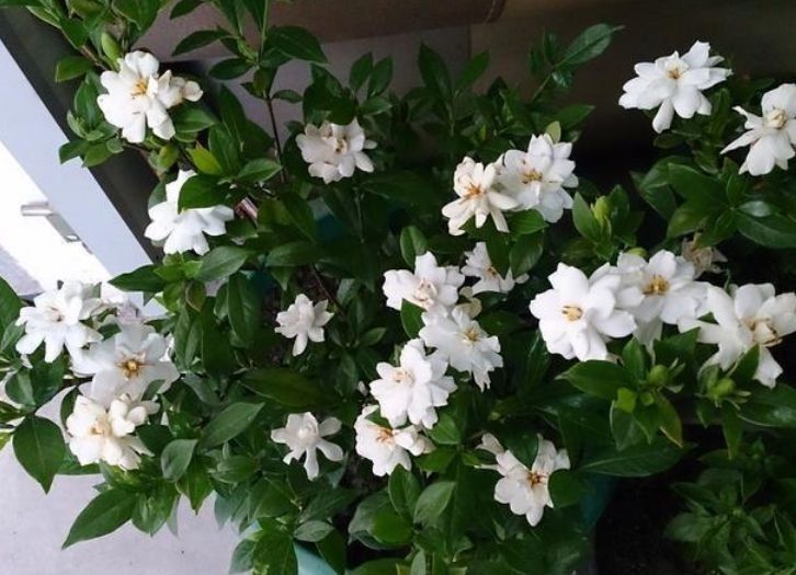 养殖这几款植物,高颜值又容易养活,花期一到家变温馨小花园