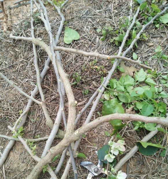 春季扦插三角梅,“随便”剪点枝,白糖当生根粉,沾土就生根