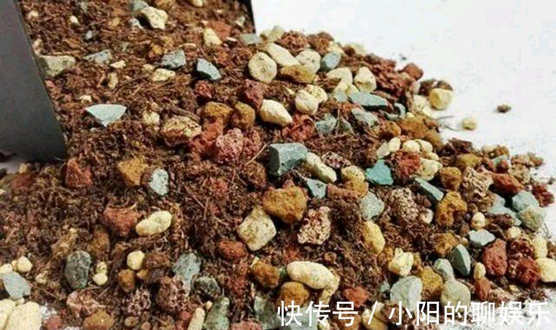 多肉用土有讲究,了解主要参数,什么样的土好,自然心中有数