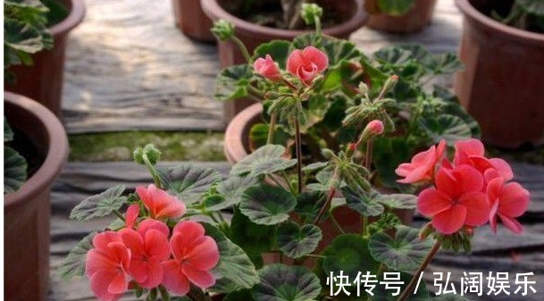 以下5种不需要浇水也能生长的花卉,养花再也不是难题