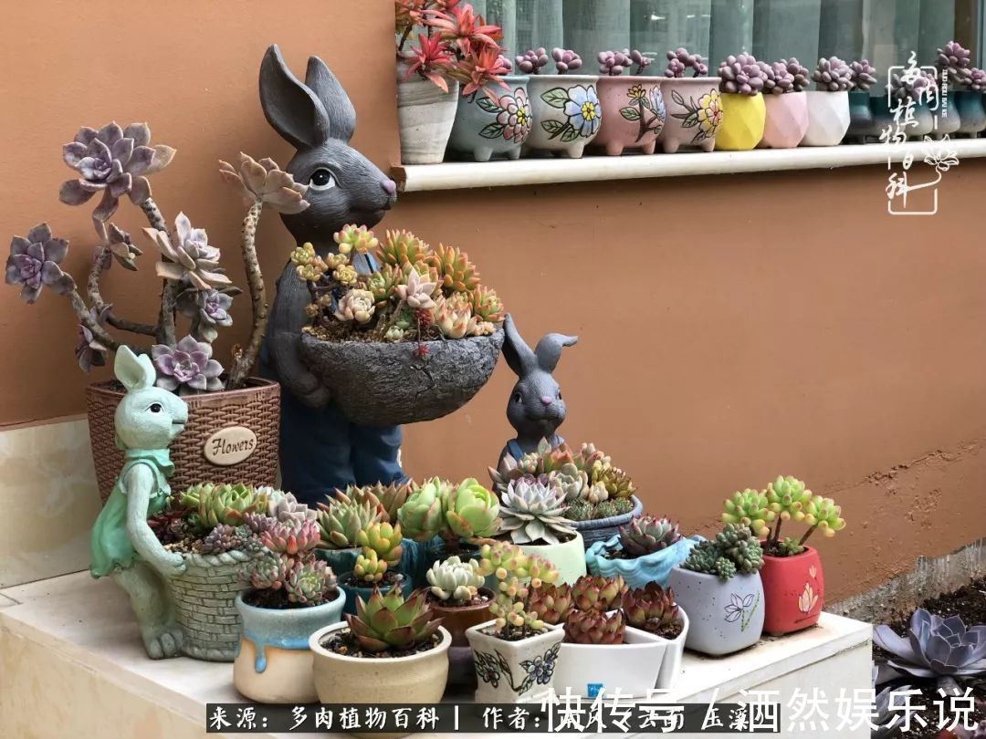 肉友|深秋里,种多肉、赏多肉、会肉友,马不停蹄快乐多!