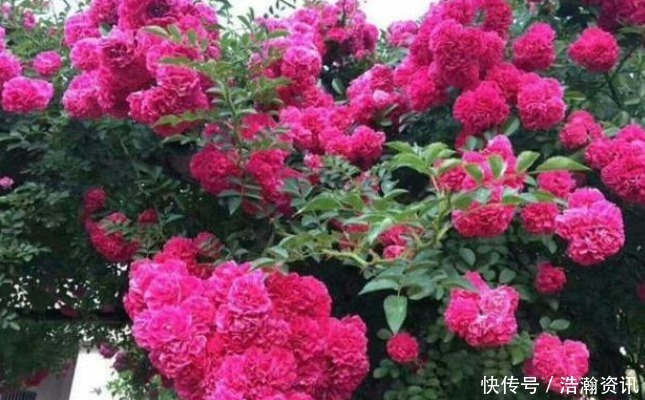 此花“冻不死”,比栀子花还香,一年花开200天,沾土就活!