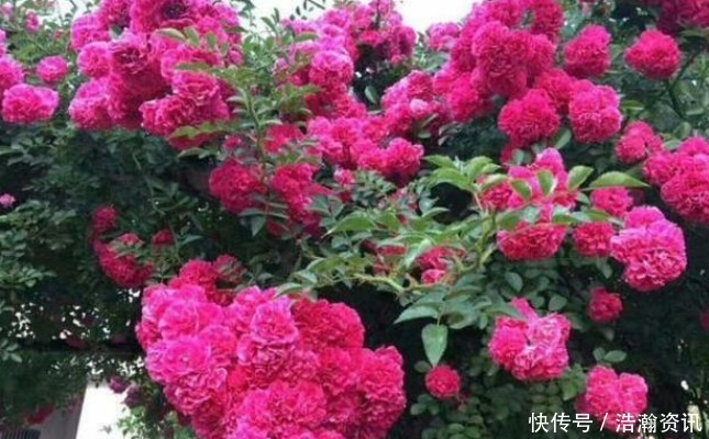 此花“冻不死”，比栀子花还香，一年花开200天，沾土就活！