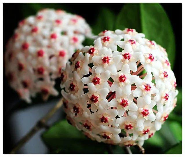 7种花要慎养,房前屋后都爬满,邻居有意见!