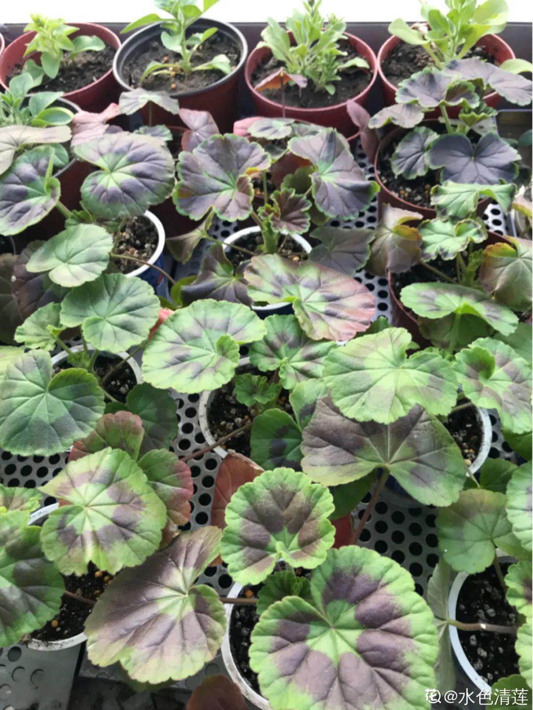 嫩苗|7种花养老桩不好,多扦插、养嫩苗,才能年年开花