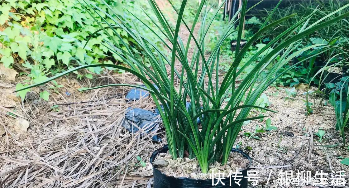 黄金时间段|兰花翻盆：两花不翻、两水不浇、两肥不施，你做对了吗