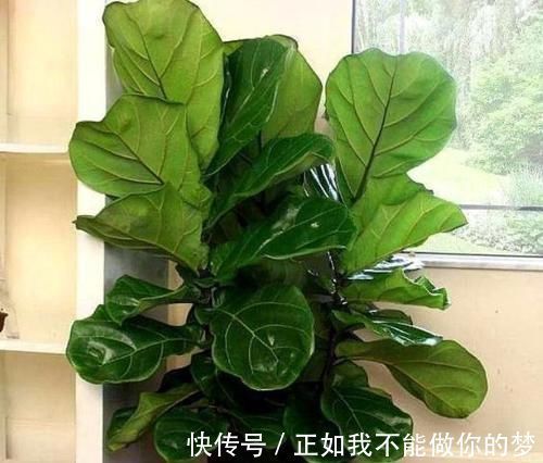 二手烟|家养3种花,带走甲醛、二手烟,净化空气,不易生病好养护