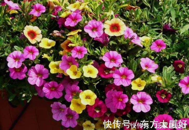 养花就养4种花,好养易活花量大,养上一盆四季欣赏,好养还不贵