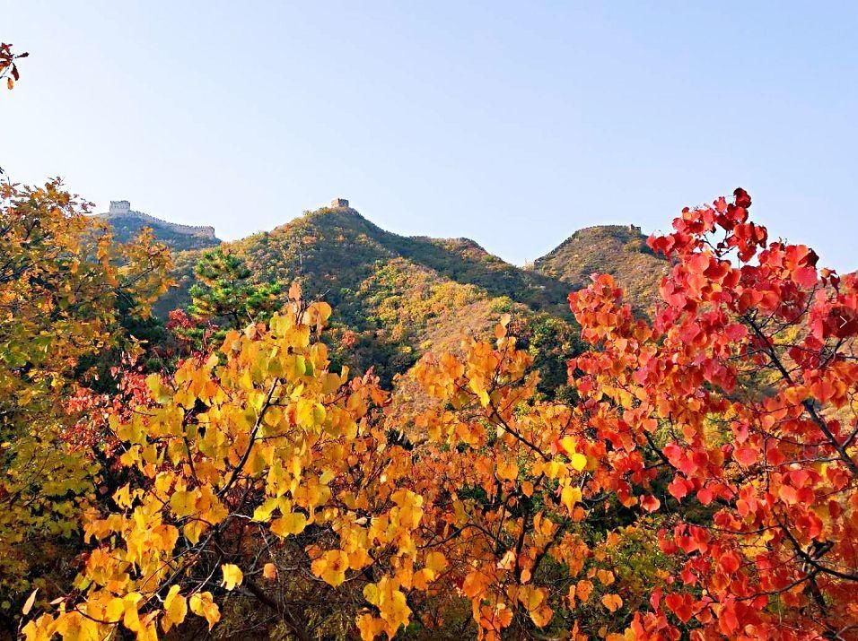 金山岭|深秋枫林染，赏秋正当时！我们出发吧！