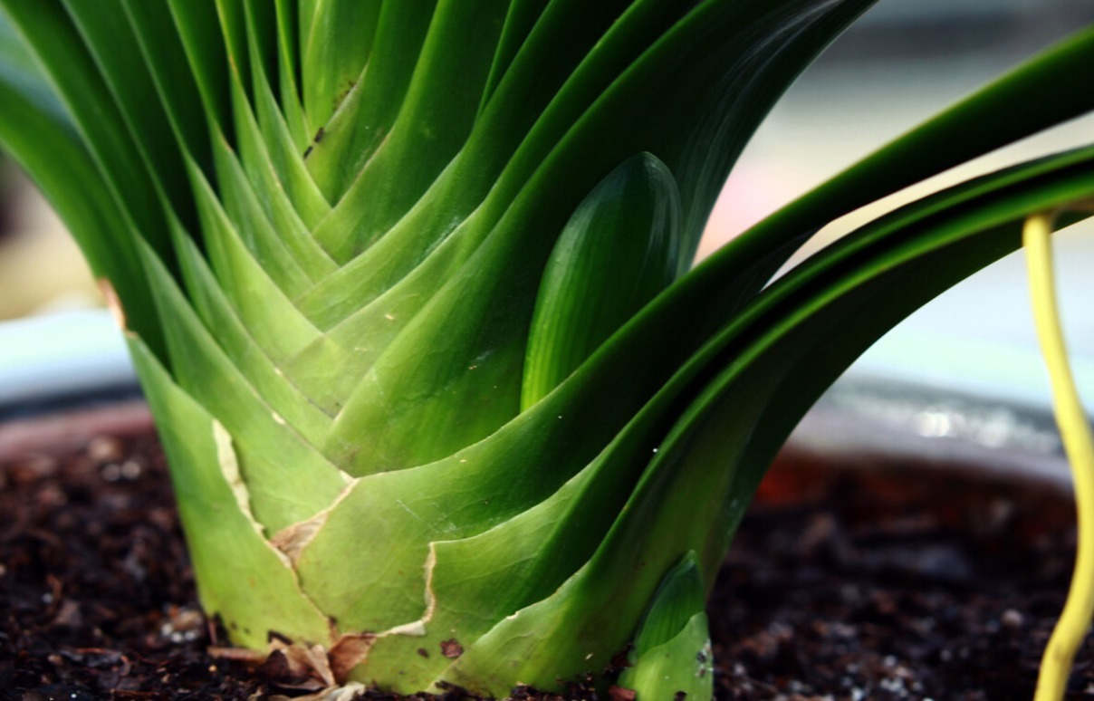 君子兰害怕五件事,新手经常犯,难怪越养越糟糕