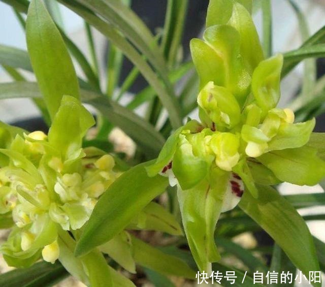 兰花|盆栽兰花花艺鉴赏