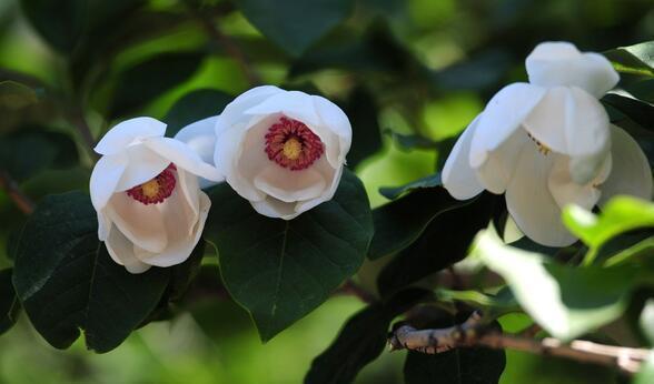 牡丹吊兰|农历7月6号起,最适合养这些花,花大色艳,花朵烂漫迷人