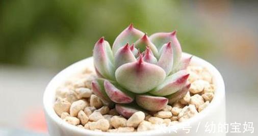 多肉|5款多肉,有着较高的性价比,家里养上几盆,美成一首诗!