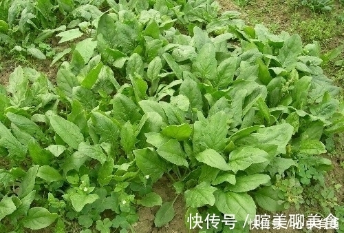 角膜溃疡症|常吃菠菜的人，身体不会差，但切忌与一物同食，却有很多人不清楚