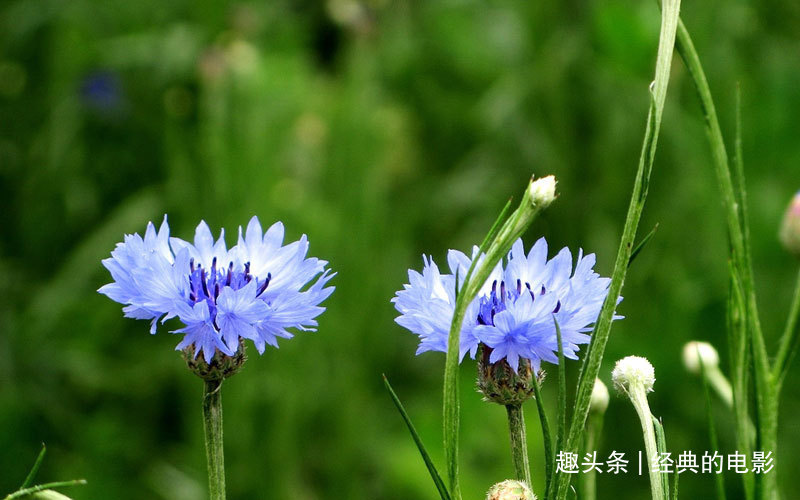 此花色彩清丽花型优美,细致可爱清新幽雅,是代表幸福的花卉