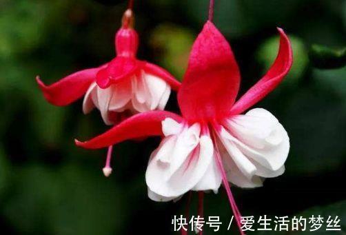 康健|家里养此款花,好养又漂亮,在家养1盆,赏花又变美,值