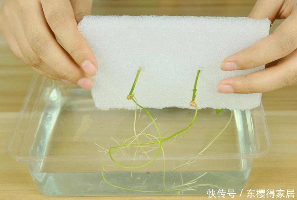 品种|6月份扦插,选好合适的植物品种,沾土、泡水都能活