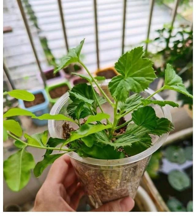 好处|三伏天里这3种花要备份，来年好处多多