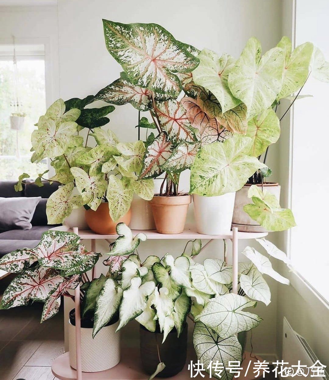 调色板|1种绿植特上档次,叶子五彩斑斓,像打翻了调色板