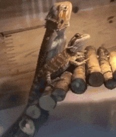 |搞笑GIF: 看完整个人都不好了 万万没想到这样的结局